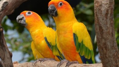 تصویر از پاراکیت خورشیدی