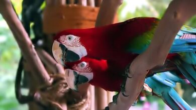 تصویر از چگونه به پرنده ی خود حرف زدن یاد دهید؟