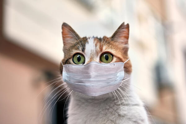 ماسک برای گربه برای جلوگیری از انتقال کوید 19