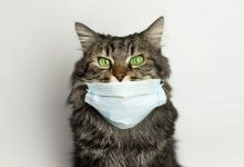 تصویر از ویروس کرونا در گربه ها
