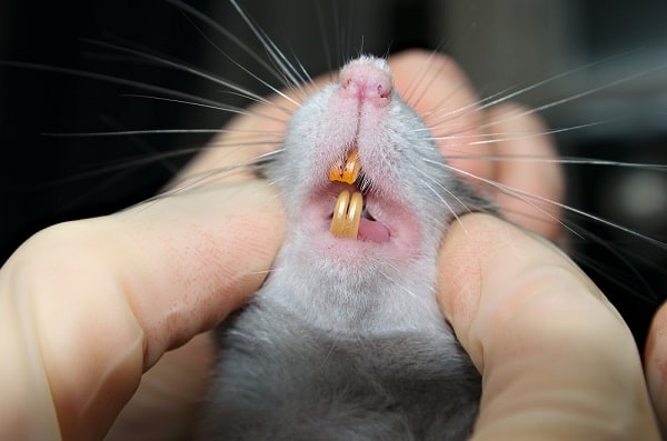 دندان های موش