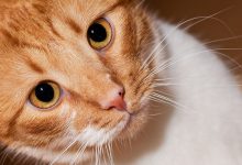 تصویر از ۱۳ نژاد گربه با چشم های بزرگ