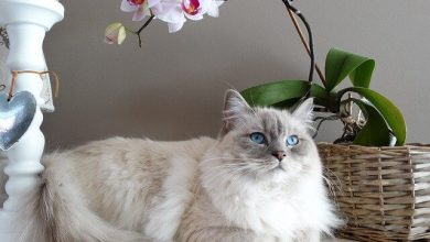 تصویر از گربه رگدال