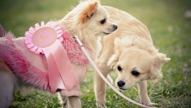 تصویر از آیا پوشاندن کت زمستانی برای سگ ها ضروری است؟