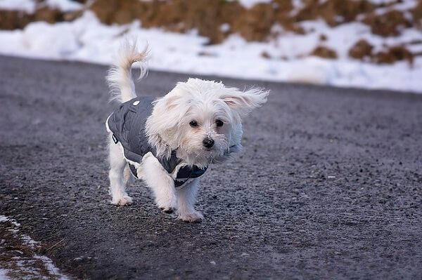 لباس برای محافظت از سگ در برابر سرما
