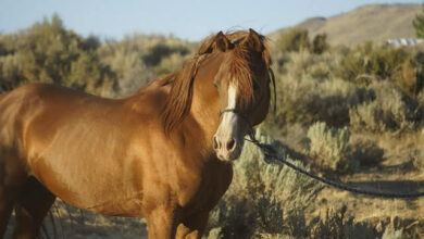 تصویر از اسب مورگان