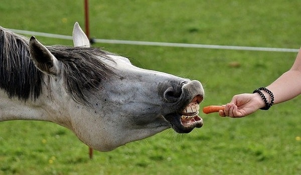 اسب در حال خوردن هویج