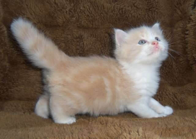 گربه مانچکین