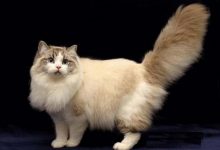 تصویر از گربه راگامافین