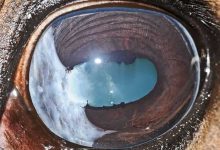 تصویر از ماه کوری در اسب ها