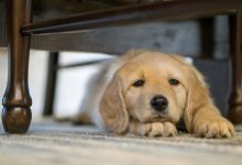 تصویر از آیا سگتان بی حوصله شده است؟