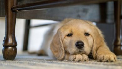 تصویر از آیا سگتان بی حوصله شده است؟