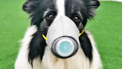 تصویر از ویروس کرونا در سگ ها