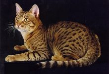 تصویر از معرفی نژاد اوسی کت