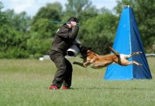 تصویر از اموزش دستور حمله به سگ