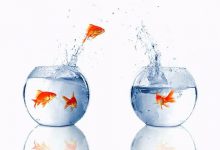 تصویر از آیا تغییرات اساسی در آب می تواند باعث کشته شدن ماهی شود؟