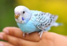 تصویر از تربیت کردن طوطی های خانگی