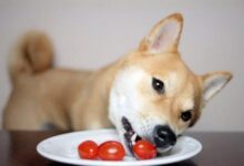 تصویر از آیا سگ من می تواند گوجه فرنگی بخورد؟