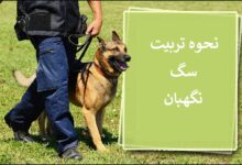 تصویر از چگونه یک سگ نگهبان تربیت کنیم