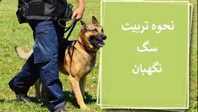 تصویر از چگونه یک سگ نگهبان تربیت کنیم