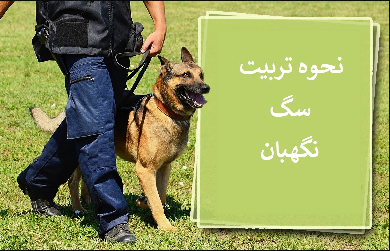 آموزش سگ نگهبان (هر آنچه که باید بدانید) مجله حیوانات