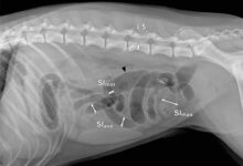 تصویر از انسداد روده در سگ ها