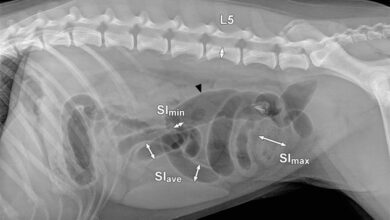 تصویر از انسداد روده در سگ ها