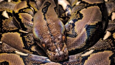 تصویر از چگونه از پیتون مشبک مراقبت کنیم