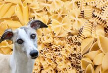 تصویر از آیا سگ ها می توانند پاستا بخورند؟