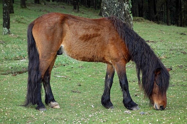 اسب Galician horse