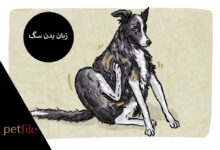 تصویر از زبان بدن سگ: چگونه معنی حرکات سگ را بفهمیم؟