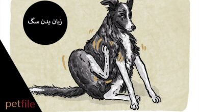 تصویر از زبان بدن سگ: چگونه معنی حرکات سگ را بفهمیم؟