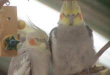 تصویر از غذای تقویتی برای عروس هلندی که باید بشناسید!