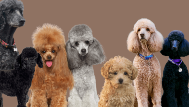 تصویر از سگ پودل